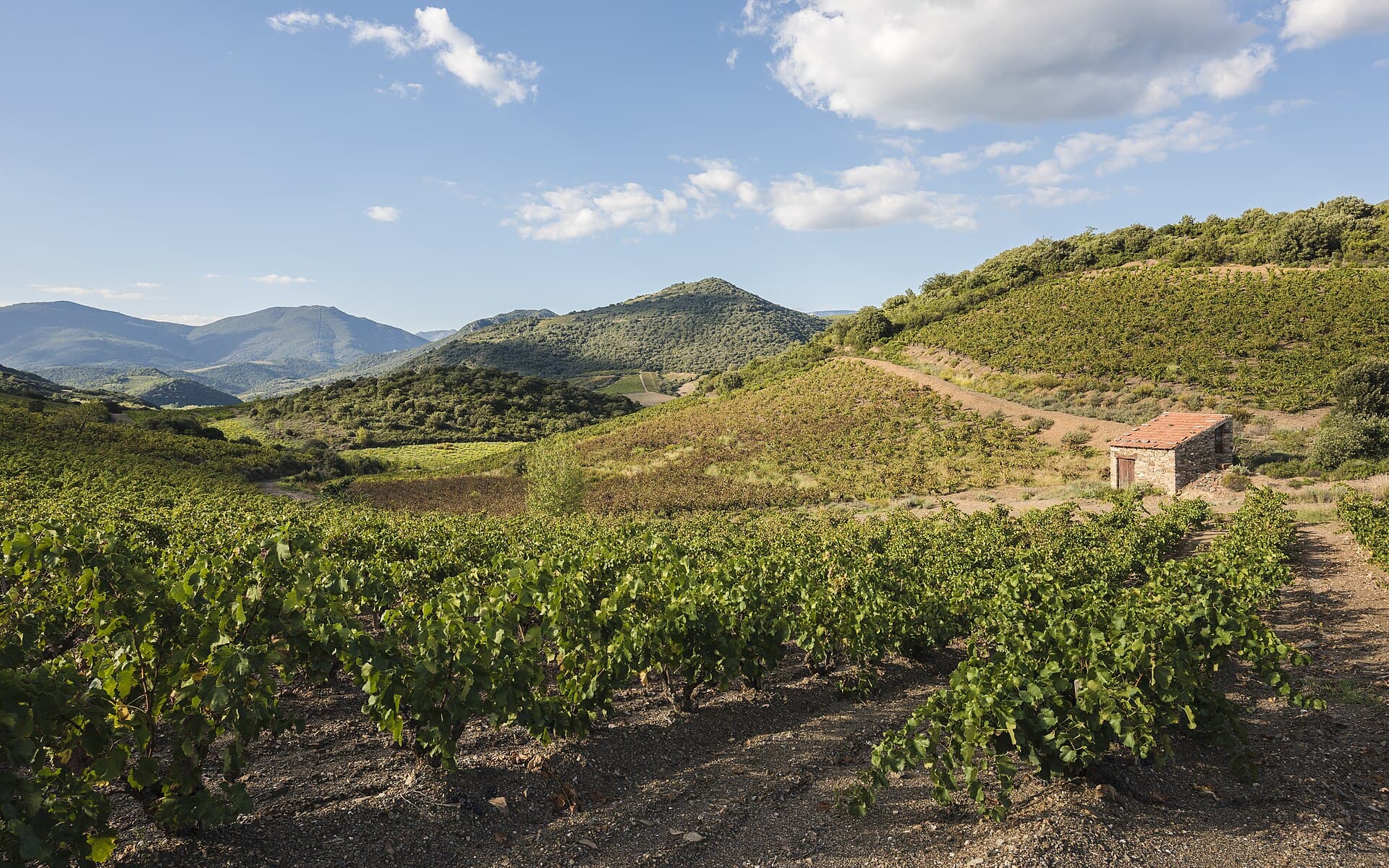 Filari di vigneto al tramonto